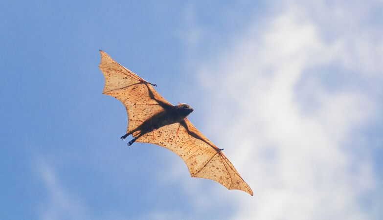 Storm surfers: bats take advantage of the weather to travel thousands of kilometers