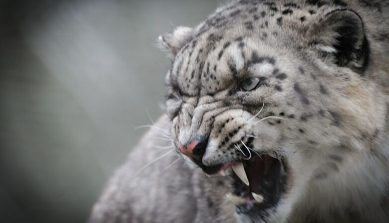 “Big surprise.” Snow leopard found in Portugal reveals mysteries of the species