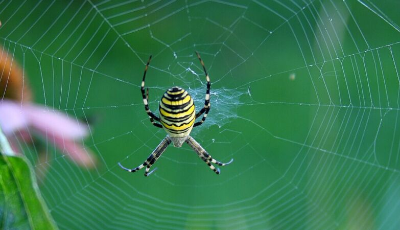 Spiders smell with their legs. And we already know how