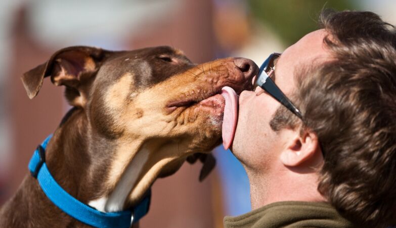 A cute, innocent lick from your dog can trigger a fatal infection