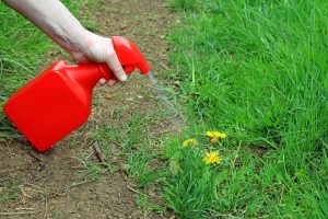 When they release frost, spray the soil on the lawn. No weed will grow in the spring. The mixture for PLN 5 will remove weeds. A way for weeds on the lawn