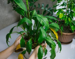 Yellow winged leaves? Here are the reasons and ways to save the plant. The wingworm will have large green leaves and bloom