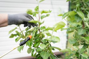I throw it into the water and after 6 hours I spray plants. Removes aphids in a few seconds. Pests release plants and do not return. Homemade spraying on aphids