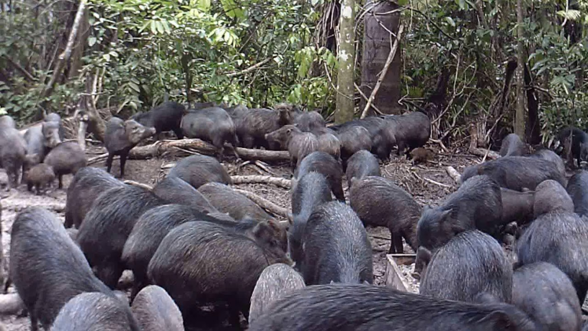 Find out more about the peccary, an animal that runs in groups, attacked a man and killed three dogs in the interior of Acre