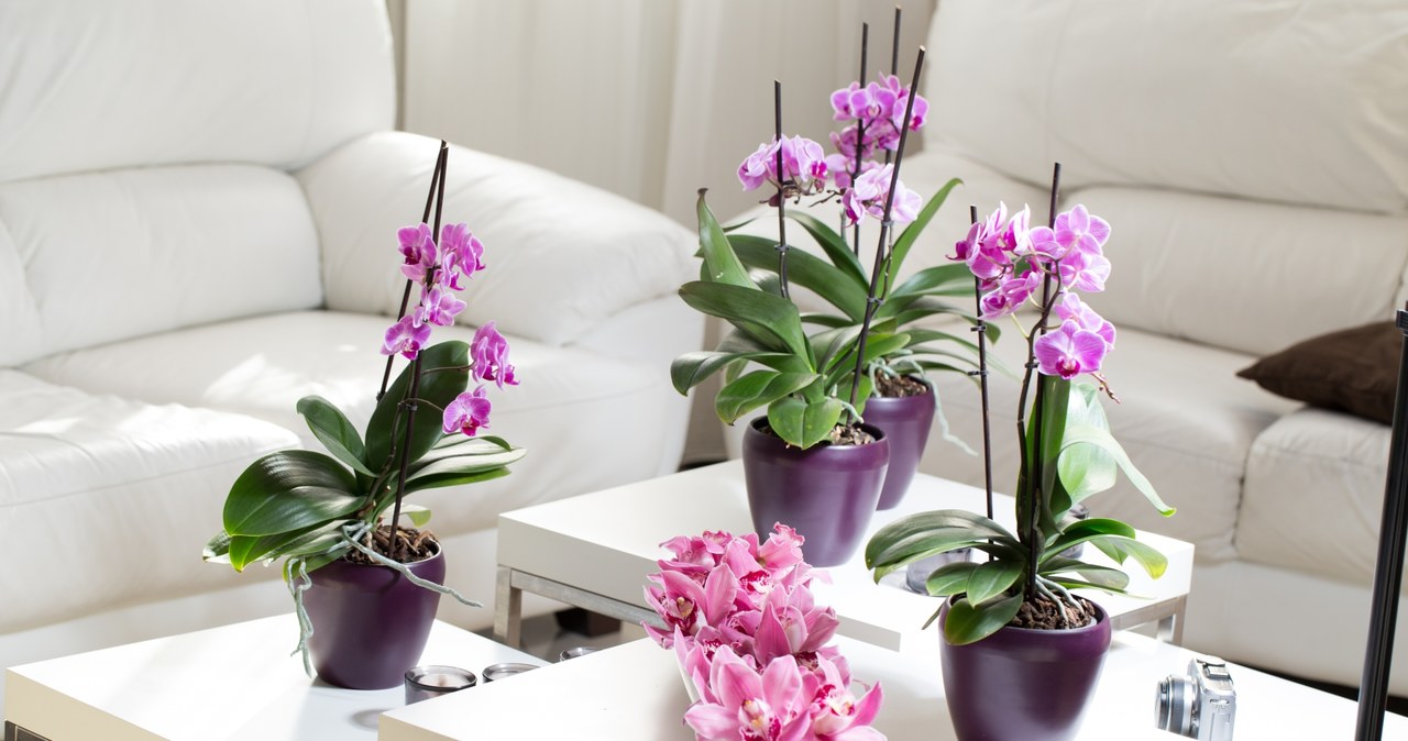 Depending on the variety, orchids require different ambient temperatures /123RF /PICSEL