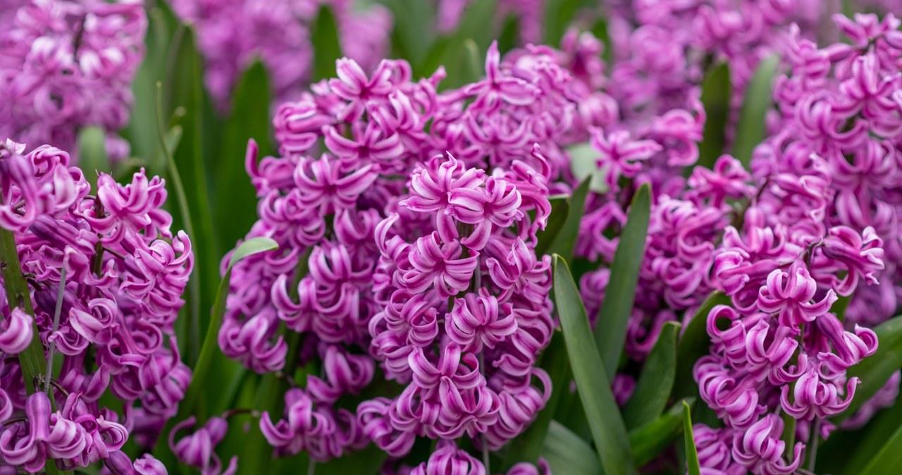 Floating onion plants develop best in a sunny or semi -shaded position