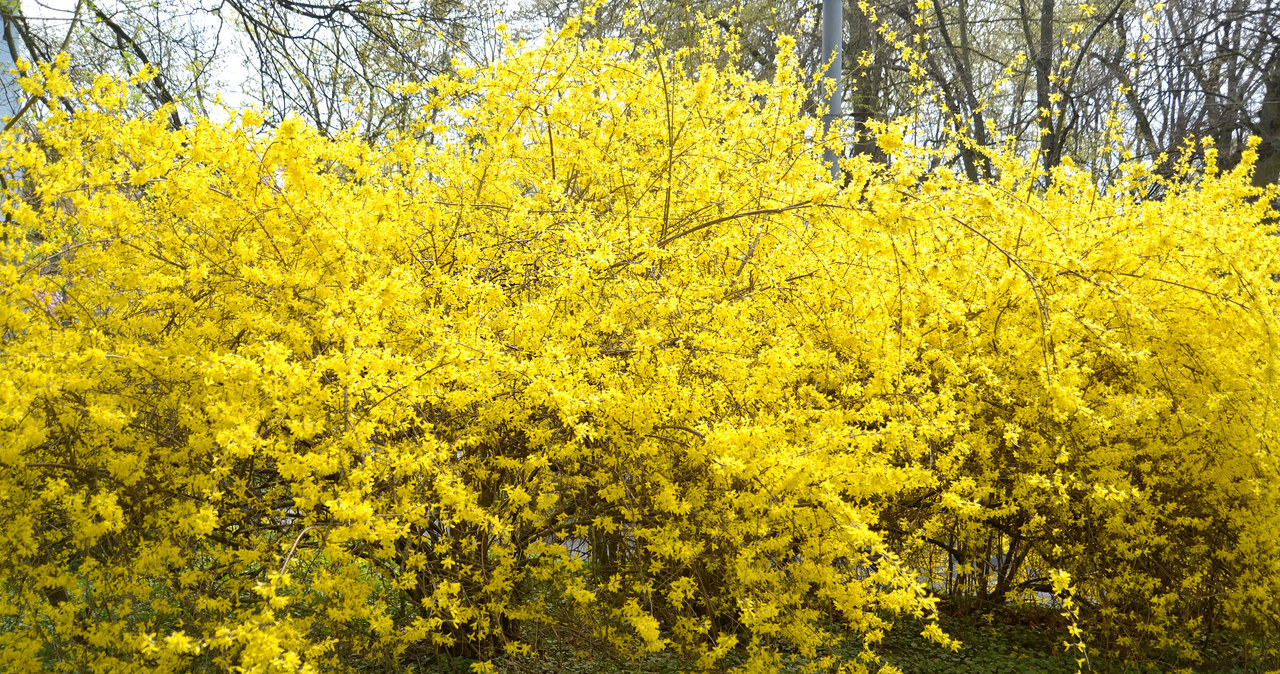 Yellow flowers are the hallmark of Forsycja Blossoms /123RF /PICSEL