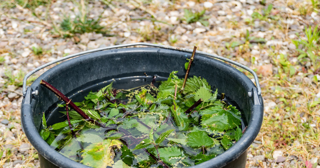 Nettle conditioner will make our roses beautiful and long bloom /123RF /PICSEL