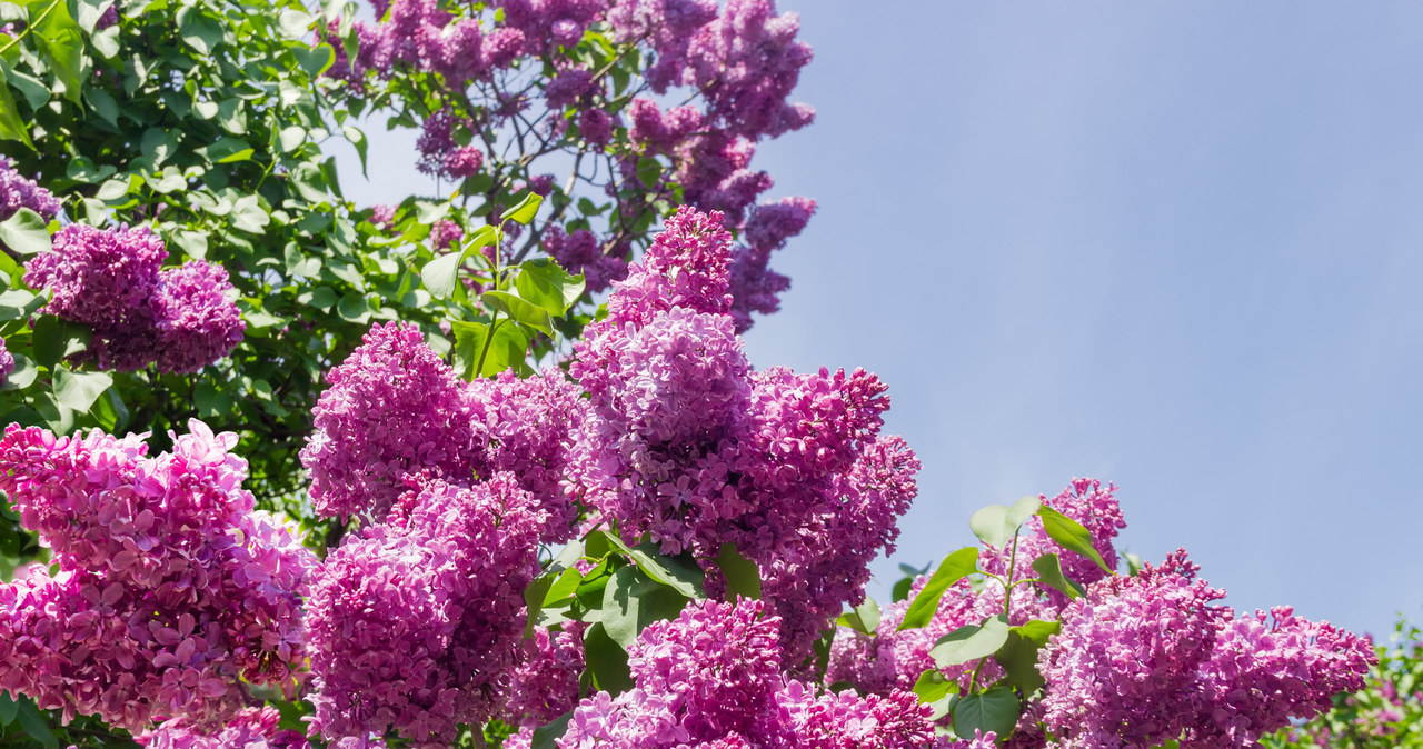 It is difficult to pass by lilac indifferently. Lilak common is insanely smelling and looks great /123RF /PICSEL