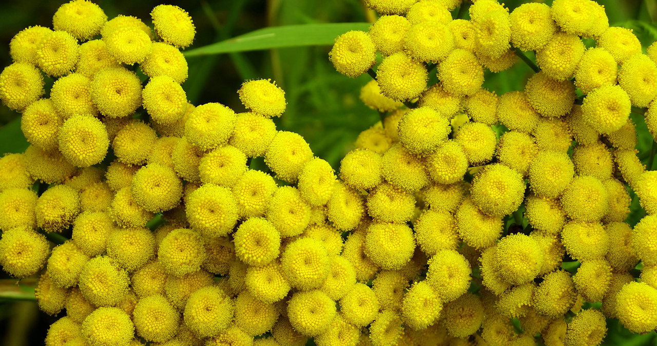 The tansy will help you scare off ticks /123rf /picsel