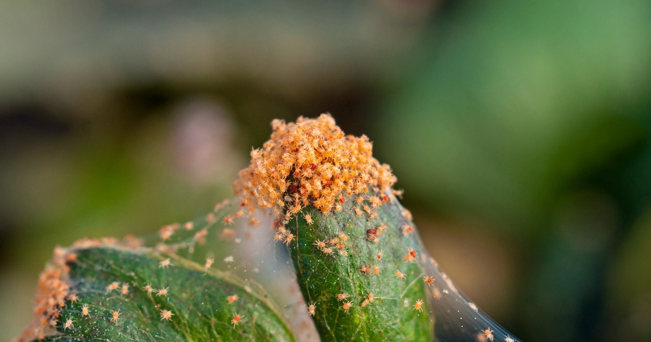 The spider mites attack plants in early spring /123RF /PICSEL