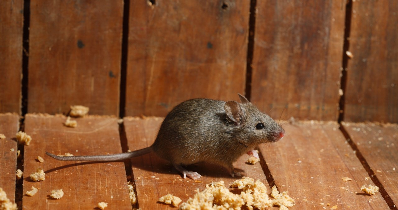 Mice often bang the garbage cans, especially in winter, in search of food. /123RF/PICSEL