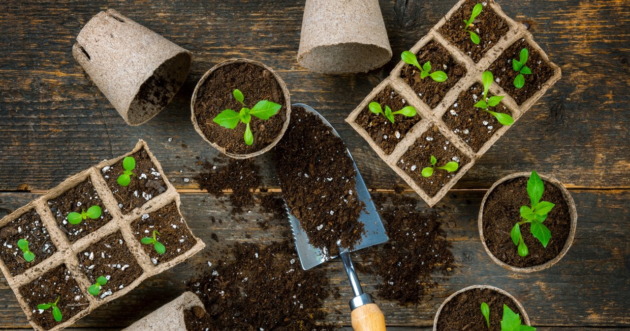 Sowing the pepper should be made at the turn of February and March