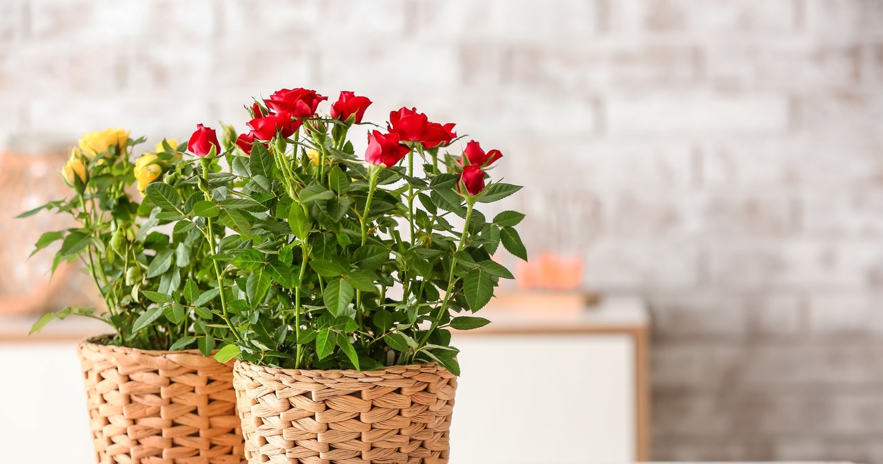 Roses in pots can bloom beautifully throughout the year. /123RF/PICSEL