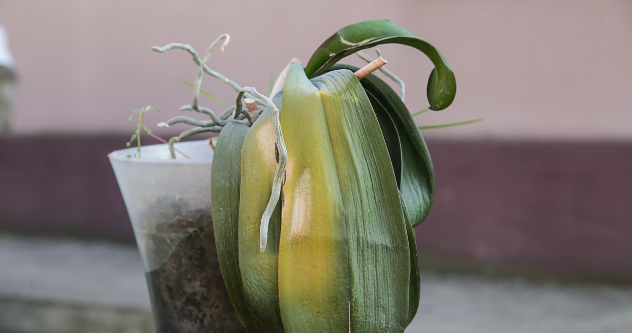 The sign of rotting roots are soft, yellow orchid leaves /123RF /PICSEL