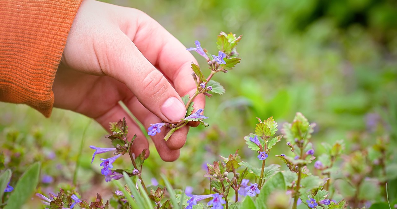 Kurdybanek ivy is widely covered with fields and meadows. /123RF/PICSEL