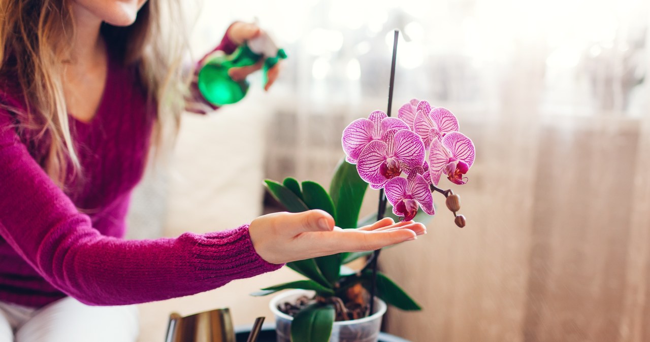 In winter, orchid requires regular irrigation and spraying