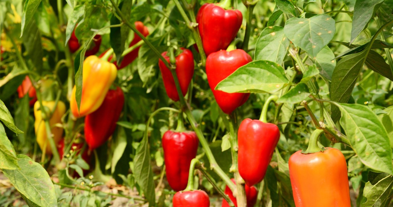 Place the paprika from seedlings and enjoy the season with abundant crops.