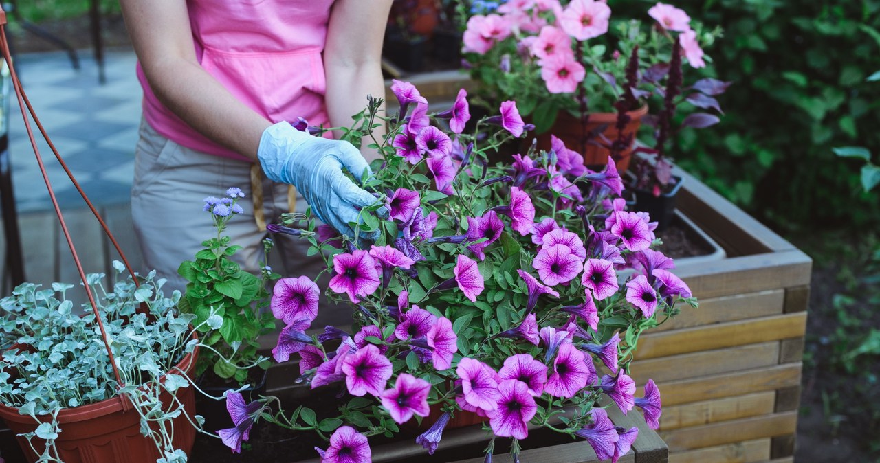 Petunia will delight you with their beauty in May if you sow them in January. /123RF/PICSEL