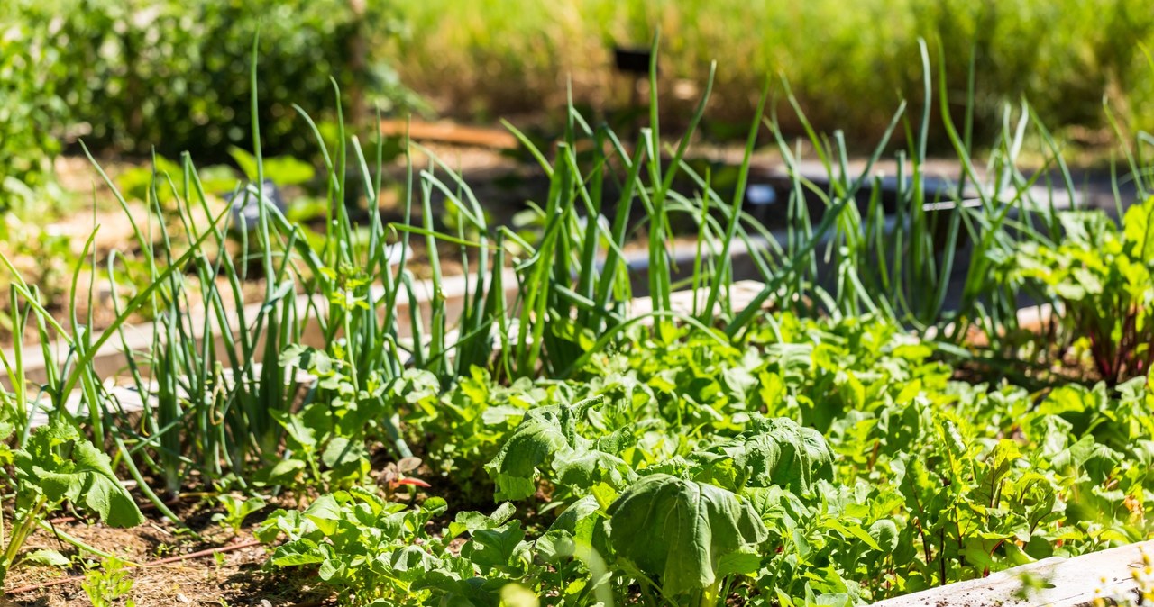 The yields of vegetables will be abundant and healthy if you sow the forehead. /123RF/PICSEL