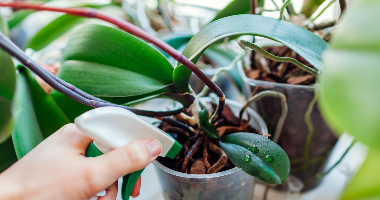 The orchid is worth watering with tea fertilizer /123RF /PICSEL