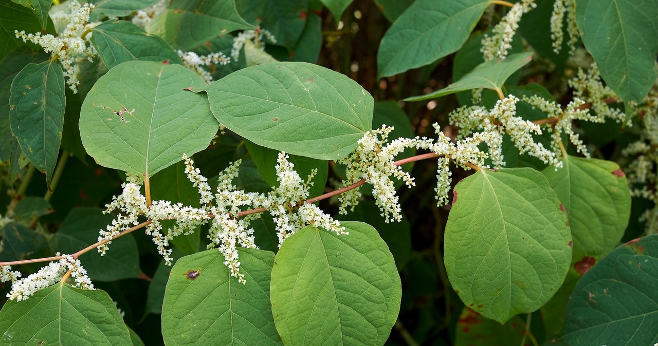 Few people know that a forbidden knotweed /123RF /PICSEL may grow in their gardens