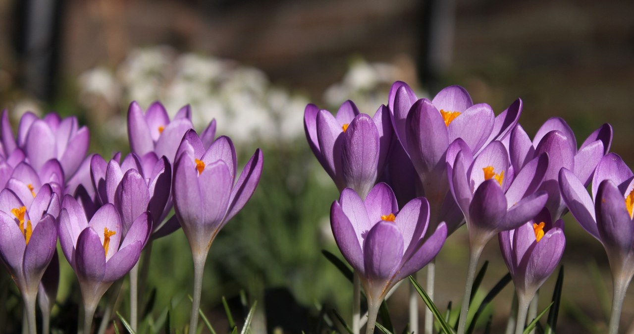 Crocuses should be watered moderately and regularly /123RF /PICSEL, 123RF /PICSEL /INTERIA.PL