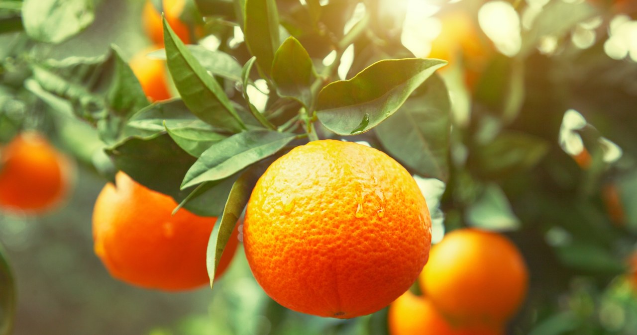 Will the oranges attract happiness? It is not known, but it certainly does not hurt to eat this delicious and healthy fruit. /dedivan1923 /123RF /PICSEL