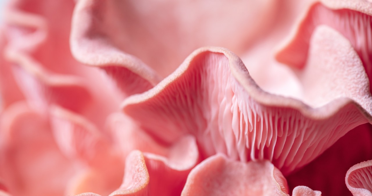 Pink oyster is an edible mushroom that can be grown at home. /Miriam Doerr & Martin Frommherz /123RF /PICSEL