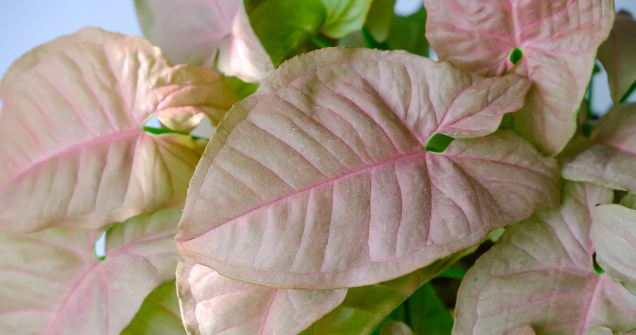 Syngonium Neon Robusta beautifully adorns the interior with slightly pink leaves. /123RF/PICSEL, 123RF/PICSEL