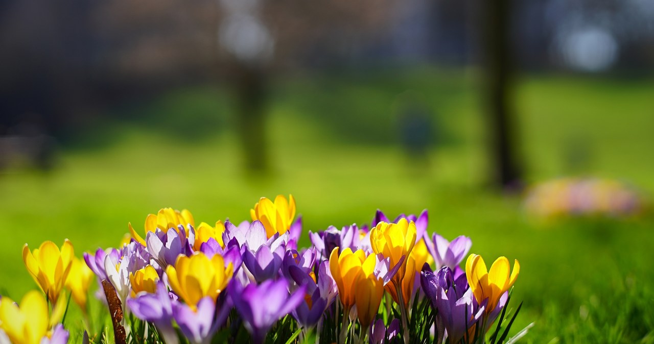 Crocuses need fertilization to bloom long and impressive/123RF/PICSEL, 123RF/PICSEL