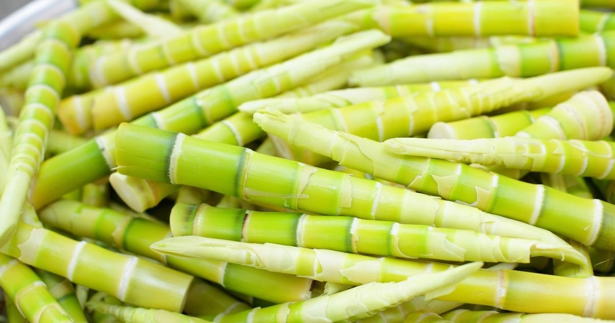 Fresh bamboo shoots resemble asparagus /canvapro /interia.pl