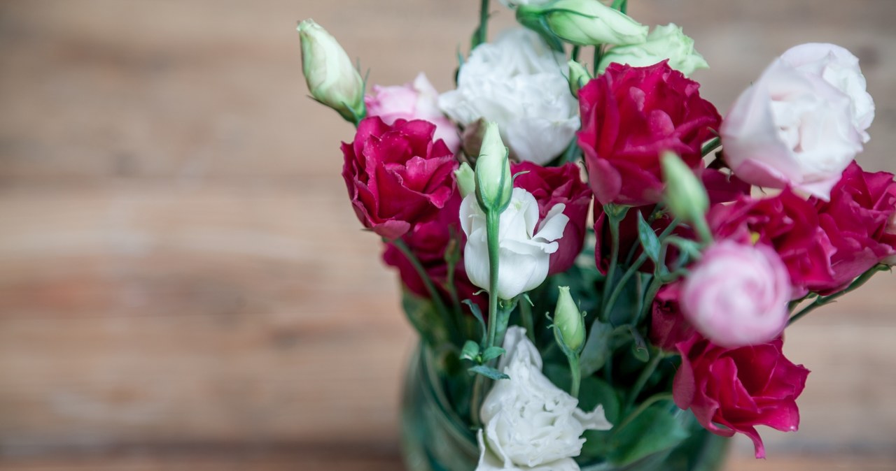 With proper care, Eustoma will stand in a vase for up to two weeks. /123RF/PICSEL, 123RF/PICSEL