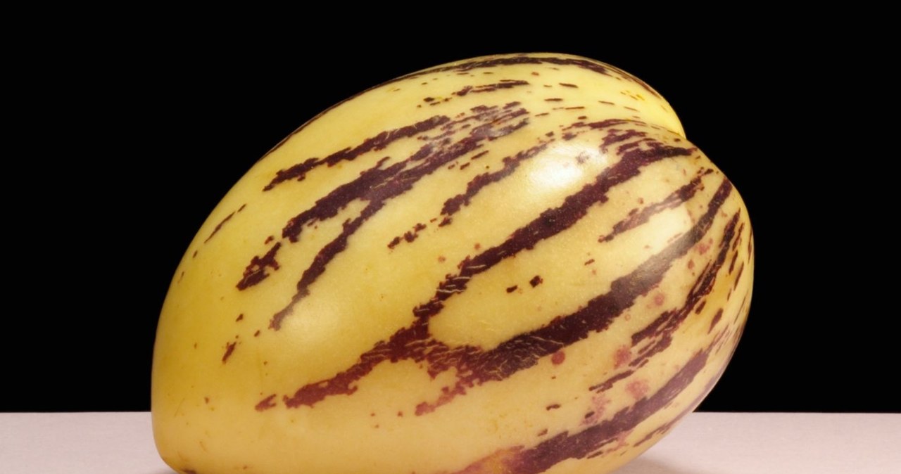 Melon Pepino from the outside has characteristic stripes /ascottbritton /canva pro