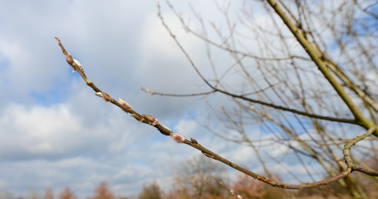 Willow branches broken in early spring or autumn will work best, when the tree stores the largest amounts of nutrients. 