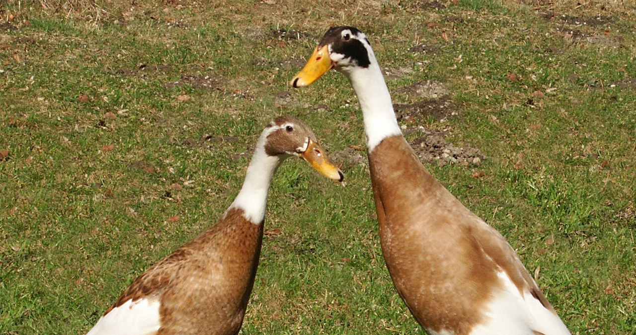 Ducks Biegusy are real machines for eating snails /bjoern clauss /wikimedia /outer material