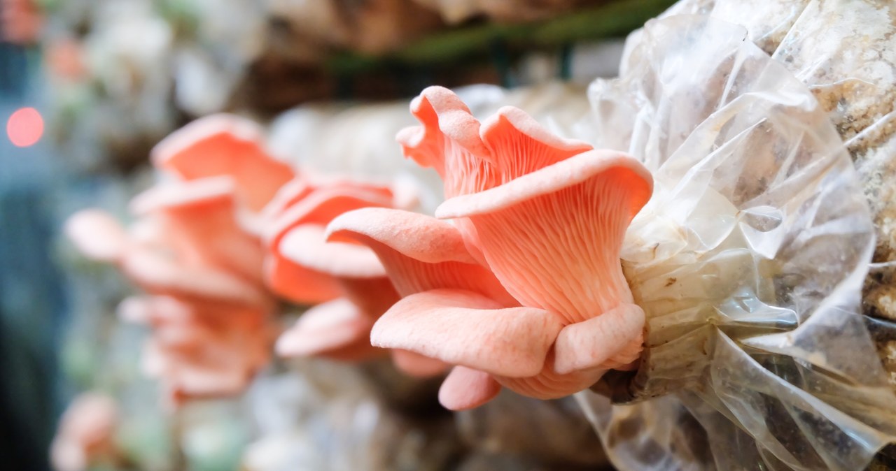 You can grow pink mushrooms at home. They are easily digestible, low -calorie and full of vitamins