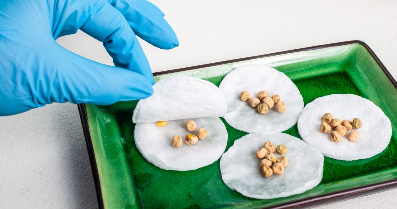 So you will check that the seeds are expired. A simple way of a gardener