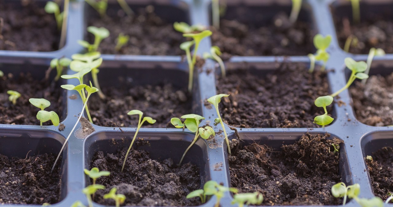 These vegetables are suck in February. Yes you will do it correctly