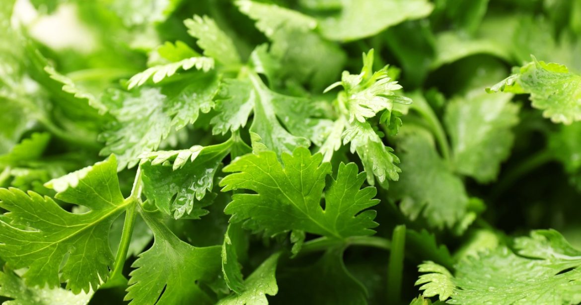 You can add to the broth instead of parsley. It You can add to the broth instead of parsley. It is a treasury of vitamins, a heart balm and a liver protection