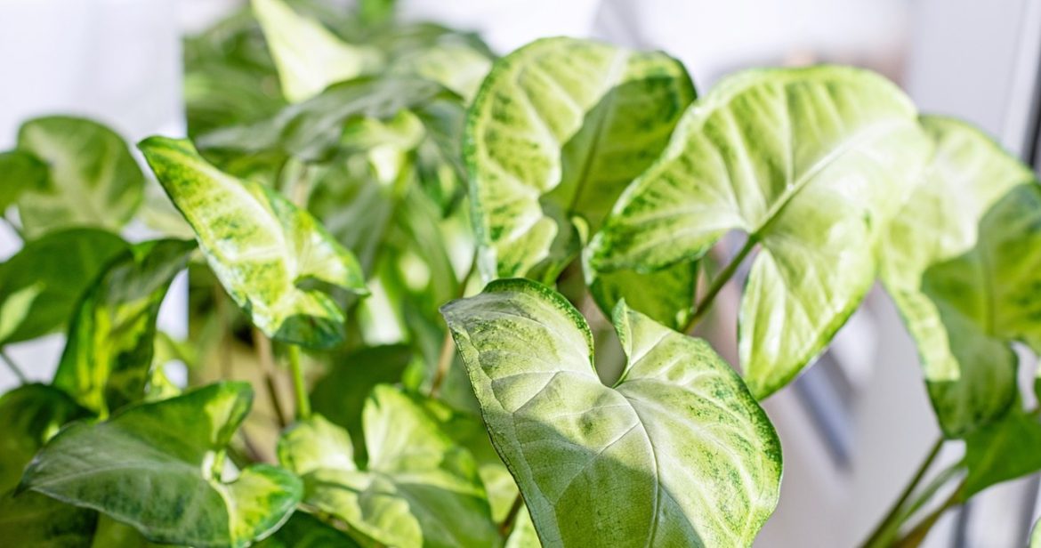 The new Queen of Window sills will replace Monster? The The new Queen of Window sills will replace Monster? The florist reveals how to care for her