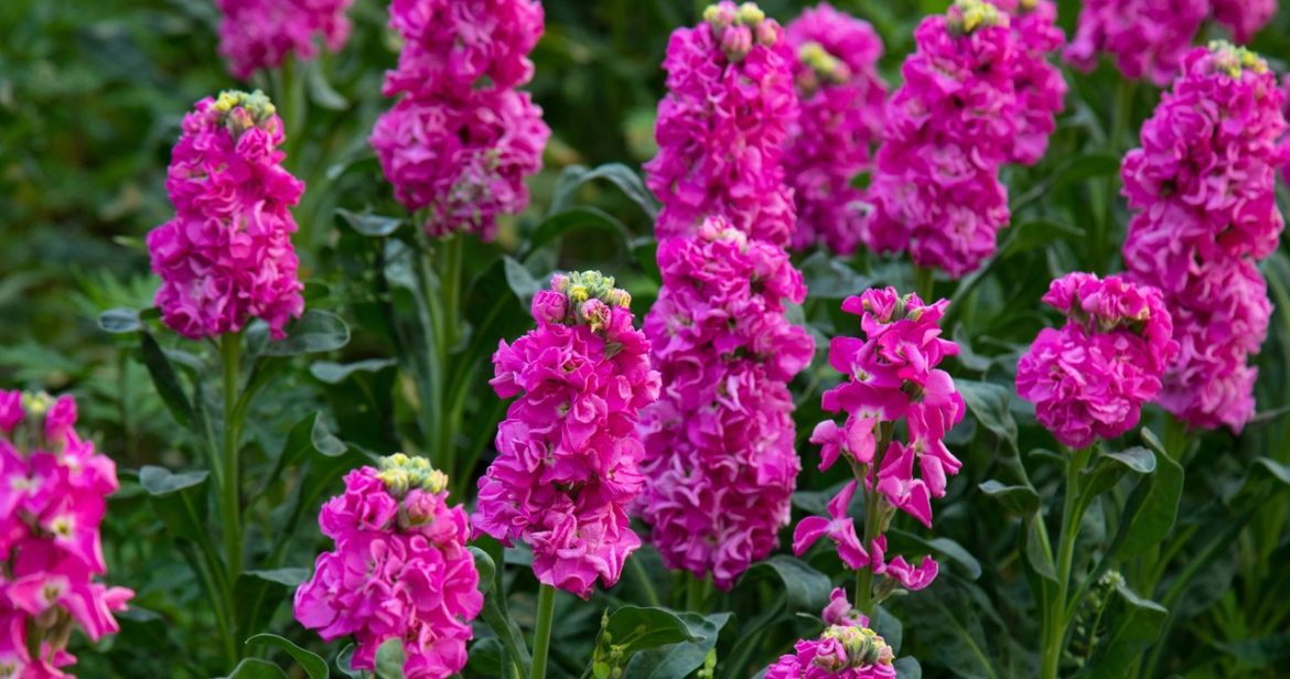 You must sow these flowers now. In summer, the garden will cover a colorful rug                
