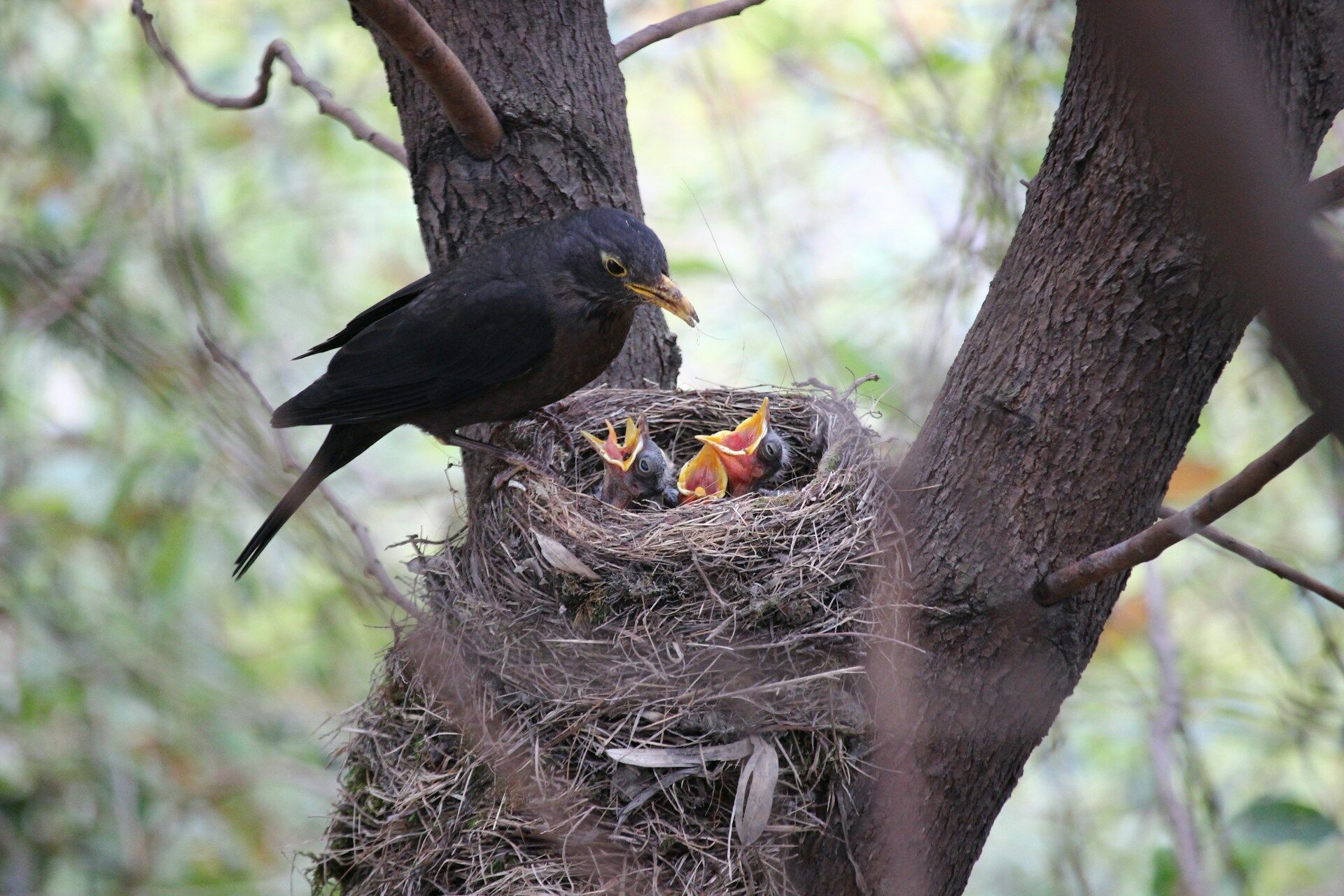 There are birds that put snake skin on their nests to chase away predators