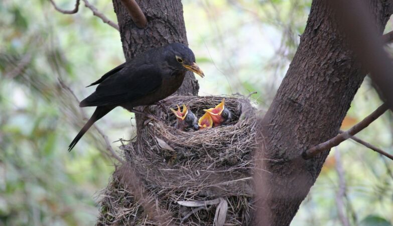 There are birds that put snake skin on their nests to chase away predators