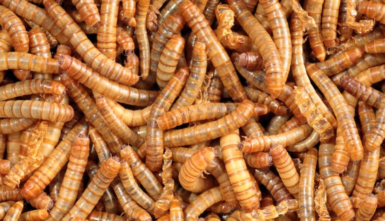 Your bread can already have larvae flour: EU approved the end of the taboo