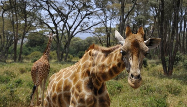 What the giraffes know about the breathing that doctors don't know