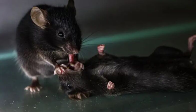 Rats also make mouth-to-mouth breath