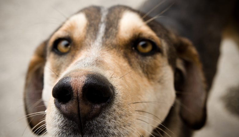 The best super-detector ever? Company is connecting the nose of dogs to computers