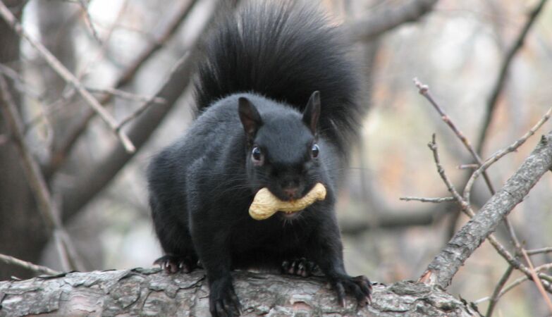 New York drivers have a plot with black squirrels