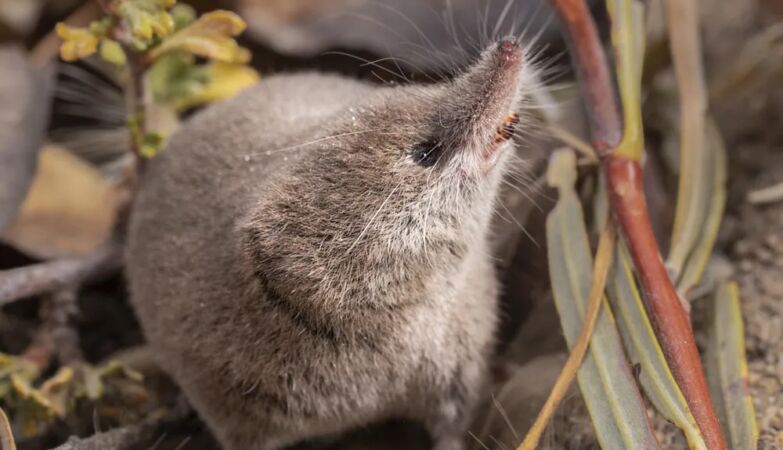 Rare mammal photographed for the first time in California